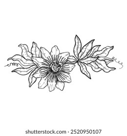 Passion fruit or maracuya fruit flower, line art, botanical pattern, for weddings and packaging