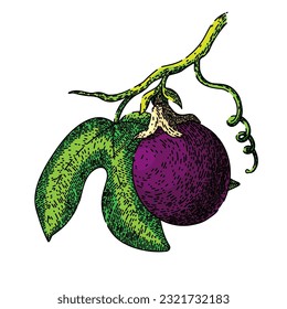 passion fruit maracuya hand drawn. half juice, tropical passiflora, slice ripe, fresh exotic, food seed passion fruit maracuya vector sketch. isolated color illustration