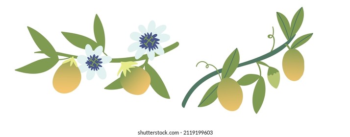 Passion fruit on a branch. Cartoon illustration not ripe of an exotic fruit on a white isolated background. Hand-drawn organic food products. Tropical treats.