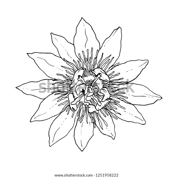 Passion fruit flower drawing