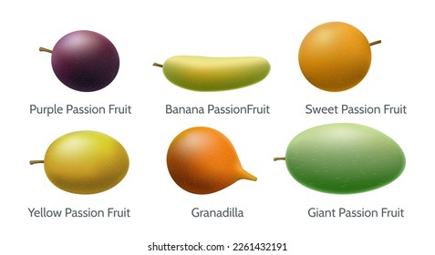 Passion fruit variety. Purple banana sweet yellow granadilla giant passions fruits closeup, delicious juice realistic fresh healthy red orange green isolated passionfruits