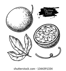 Passion fruit vector drawing. Hand drawn tropical food illustration. Engraved summer passionfruit. Whole and sliced maracuya with leaves. Botanical vintage sketch for label, juice packaging design