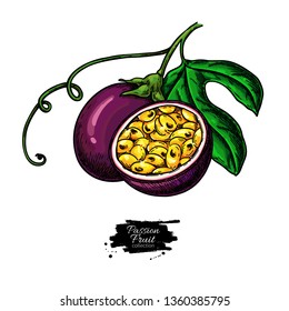 Passion fruit vector drawing. Hand drawn tropical food illustration. Summer passionfruit. Whole and sliced maracuya with leaves. Botanical sketch for label, juice packaging design