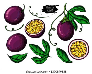 Passion fruit vector drawing. Hand drawn tropical food illustration set. Summer passionfruit. Whole and sliced maracuya with leaves. Botanical sketch for label, juice packaging design