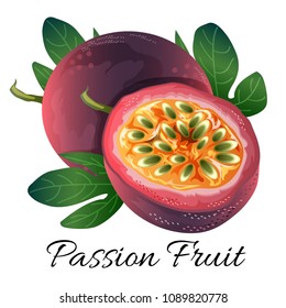 passion fruit vector illustration