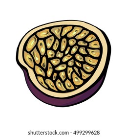 passion fruit vector illustration 