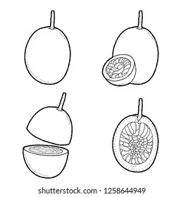 Passion Fruit Vector Illustration Hand Drawn Fruit Cartoon Art