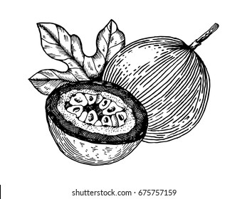 Passion fruit vector illustration. Scratch board style imitation. Hand drawn image.