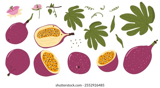 Maracujá definido. Vetor folhas tropicais, flor e coleção de baga. Ilustração de coleção de maracuja plana desenhada à mão isolada no fundo branco. Maracujá inteiro e meio.