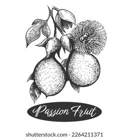 Passion fruits sketch. Maracuja branch with fruits leaves and flower retro etching, isolated maracuya plant detailed hand drawn engraving vitage closeup vector illustration