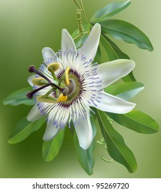 Passionflower