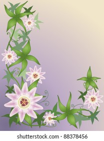 passionflower blooms and foliage vector illustration in eps 10 format