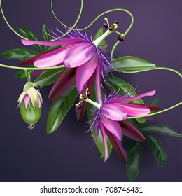 Passionflower flowers and fruit.Vector