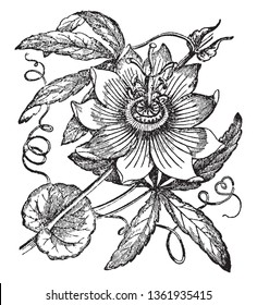 Passionflower has tendrils which spring from the axils of the leaves, herbaceous or half shrubby. The flowers of Passiflora have 5 petals, sepals, and stamens, 3 stigmas, and a crown of filaments