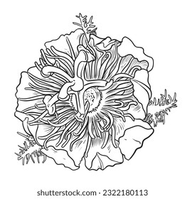  Passionflower  isolated white background. Hand drawn vector illustration.