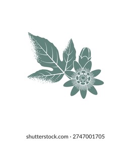 Passionflower Leaf with Glaucous Coating and Solid Color Bloom, Detailed Vector