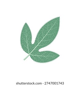 Passionflower Leaf with Pubescent Surface and Tiny Hairs, Detailed 2D Vector