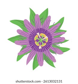 Passionflower, Maypop Vine, Passion Flower. Flat vector, clipart illustration isolated on white background.