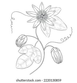 Passionflower outline vector botanical illustration