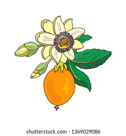 Passionflower(passiflora,passion fruit) on a white  background.Isolated exotic flower,bud and leaf.Summer vector illustration for print  textile,fabric,wrapping paper.