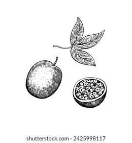 Passionfruit isolated on white background. Hand-drawn ink illustration in retro engraving style. Detailed vector drawing.