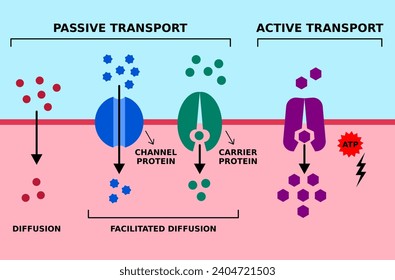 Passive and active cell membrane transport. Diffusion, facilitated diffusion, protein transport with ATP. High low, low high, concentration gradient. 