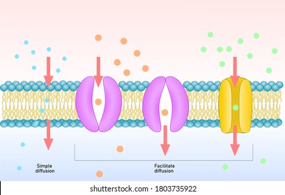 Passive transport of membrane, simple and facilitated diffusion. 