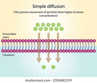 Passive Transport. Simple diffusion through the lipid bilayer, the particle or substance moves from higher to lower concentration.  Membrane transporter. Vector illustration.