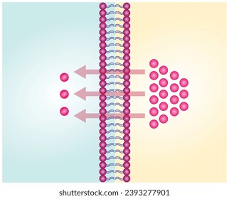 Passive Transport. Simple diffusion through the lipid bilayer, the particle or substance moves from higher to lower concentration. Membrane transporter. Vector illustration.