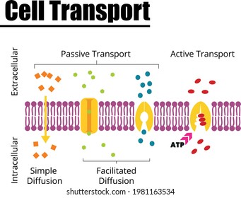 Passive Vs Active Cell Transport. Vector Illustration. Didactic Illustration.