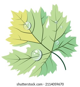 Pastel colors light green and yellow grape leave in dew drops vector element in flat style. Good for wine bar restaurant menu, card decoration, stickers, wine bottle labels or winery logo design