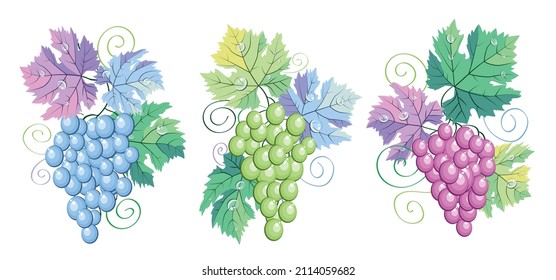 Colores pasteles rosados, azules y verdes de conjunto de colección vectorial de uva. Hojas, bayas y vid en blanco. Para el menú del restaurante del bar de vinos, decoración de cartas, etiquetas de botellas de vino o diseño de logotipo de bodega.