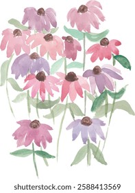 pastel cone flowers hand drawn watercolor