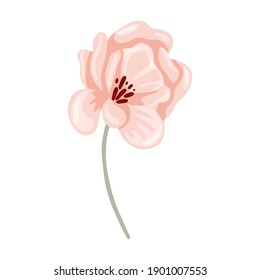 Pastel flower. Hand drawn elegance boho style botanical element, beige rose or peony blossom in soft colors, romantic decor for wedding and valentines day cards. Vector isolated single illustartion