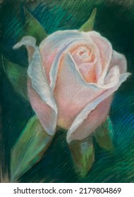 Dibujo a mano pastel de una delicada rosa rosa rosa rosa rosa de un solo jardín