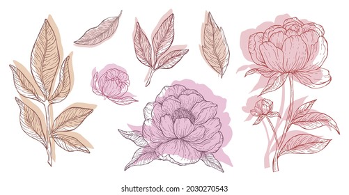 Pastel pink floral line art set on white background. Beautyful peonies flowers and leaves drawing for invitations and cards design. Vector botanical clipart.