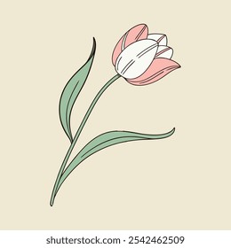 Pastel pink and white petals tulip flower with leaves