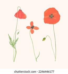 Pastel Red Poppy Flowers or Papaver Rhoeas on Beige Background