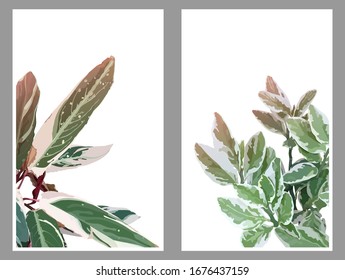 Pastel tropical plants "Maranta" and "Golden Pothos" set design template, bright and clean refresh feelings, hand drawn style illustration, summer vibe