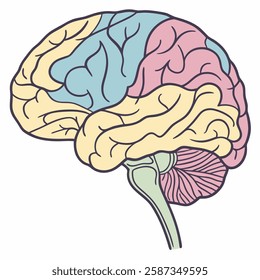 Pastel-colored brain illustration, showcasing lobes  cerebellum.  Perfect for educational materials, medical presentations, or neuroscience projects.  Detailed, high-quality vector graphic.