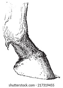 Pastern, vintage engraved illustration. Dictionary of words and things - Larive and Fleury - 1895.