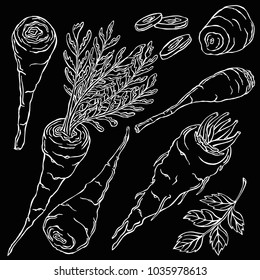 Pasternak, vegetable, vector