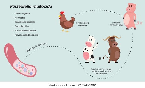 Pasteurella Multocida avian cholera pathogenic pathway vector illustration diagram