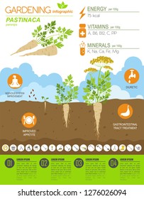 Pastinaca beneficial features graphic template. Gardening, farming infographic, how it grows. Flat style design. Vector illustration