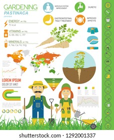 Pastinaca beneficial features graphic template. Gardening, farming infographic, how it grows. Flat style design. Vector illustration