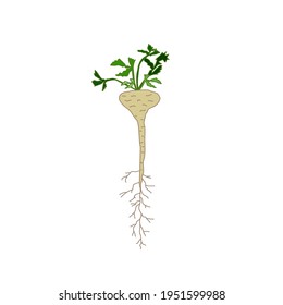 Pastinaca root with green leaves. Vegetable, vegetarian, healthy food. Flat vector illustration isolated on a white background.