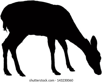 Pasturing little fawn, black vector silhouette