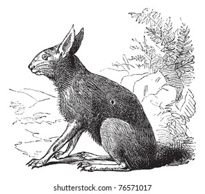 Patagonian Mara, Patagonian cavy, Patagonian hare or Dolichotis patagonum, vintage engraving. Old engraved illustration of Patagonian Mara sitting.  Trousset encyclopedia