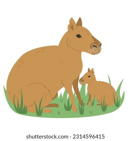 Patagonian mara illustration. Vector hand drawn Patagonian cavy or dillaby animal.
