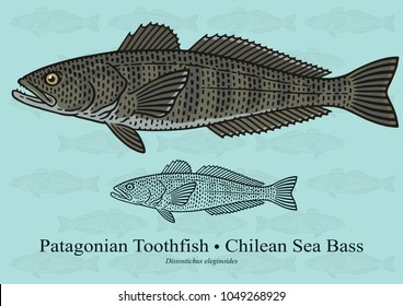 Patagonian Toothfish, Chilean Sea Bass. Vector illustration with refined details and optimized stroke that allows the image to be used in small sizes.